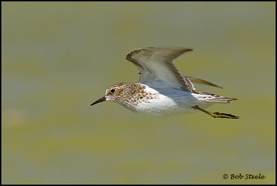 Least Sandpiper (Calidris minutilla)