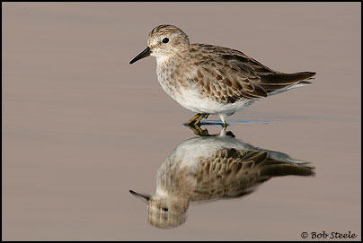 Least Sandpiper (Calidris minutilla)