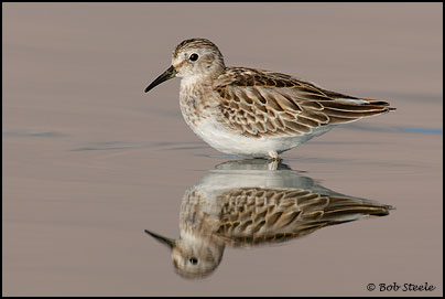 Least Sandpiper (Calidris minutilla)