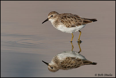Least Sandpiper (Calidris minutilla)