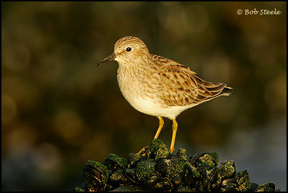 Least Sandpiper (Calidris minutilla)