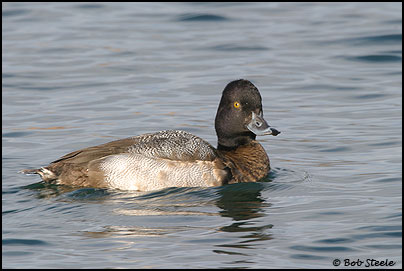 Lesser Scaup (Aythya affinis)