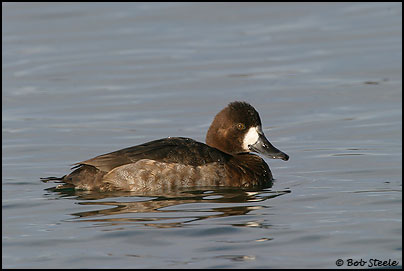 Lesser Scaup (Aythya affinis)