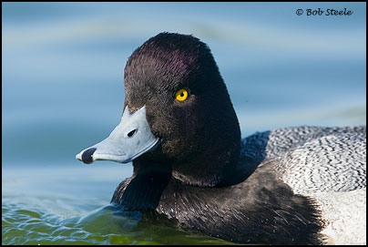 Lesser Scaup (Aythya affinis)
