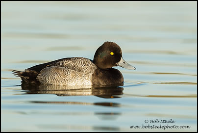 Lesser Scaup (Aythya affinis)