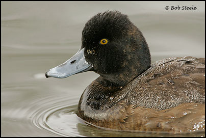 Lesser Scaup (Aythya affinis)