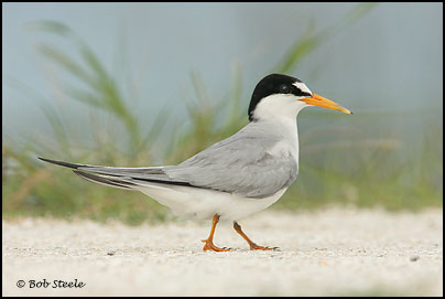 Least Tern (Sterna antillarum)