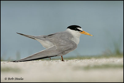 Least Tern (Sterna antillarum)