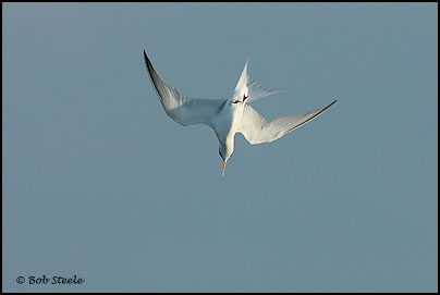 Least Tern (Sterna antillarum)