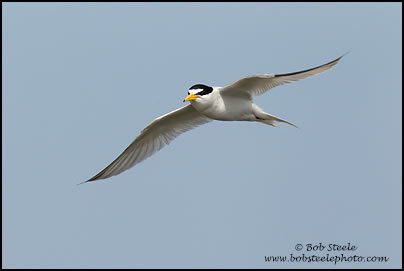 Least Tern (Sterna antillarum)
