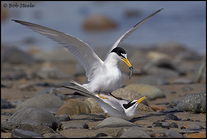 Least Tern (Sterna antillarum)