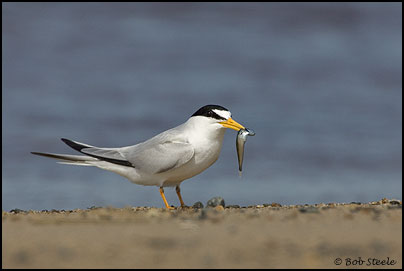 Least Tern (Sterna antillarum)