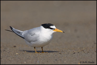 Least Tern (Sterna antillarum)