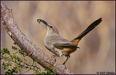 Le Conte's Thrasher (Toxostoma lecontei)