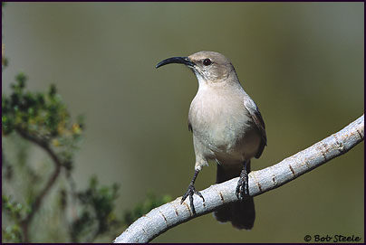 Le Conte's Thrasher (Toxostoma lecontei)