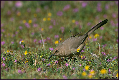 Le Conte's Thrasher (Toxostoma lecontei)