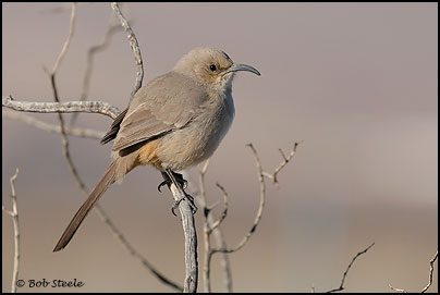 Le Conte's Thrasher (Toxostoma lecontei)