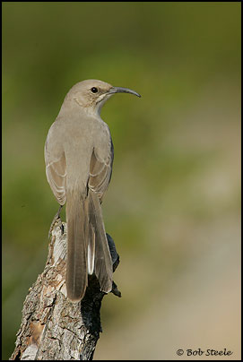 Le Conte's Thrasher (Toxostoma lecontei)