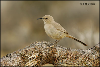 Le Conte's Thrasher (Toxostoma lecontei)