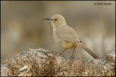 Le Conte's Thrasher (Toxostoma lecontei)