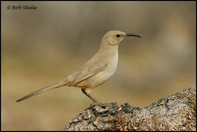 Le Conte's Thrasher (Toxostoma lecontei)