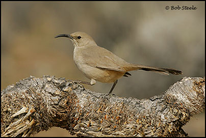 Le Conte's Thrasher (Toxostoma lecontei)