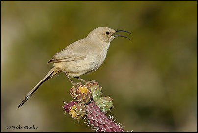 Le Conte's Thrasher (Toxostoma lecontei)