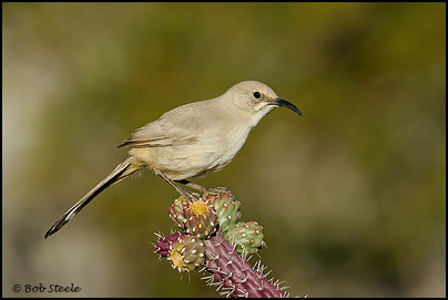 Le Conte's Thrasher (Toxostoma lecontei)