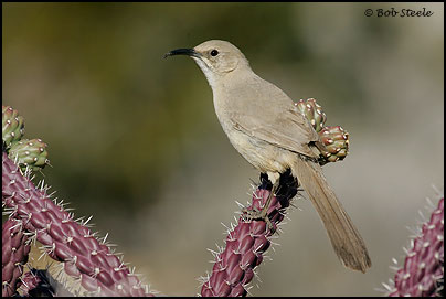 Le Conte's Thrasher (Toxostoma lecontei)