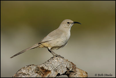 Le Conte's Thrasher (Toxostoma lecontei)