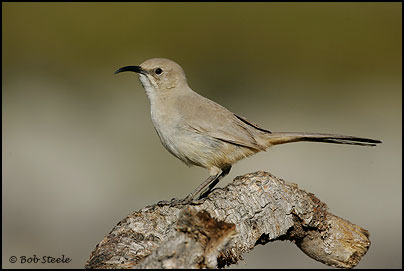 Le Conte's Thrasher (Toxostoma lecontei)