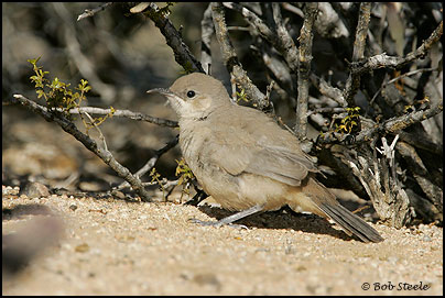 Le Conte's Thrasher (Toxostoma lecontei)