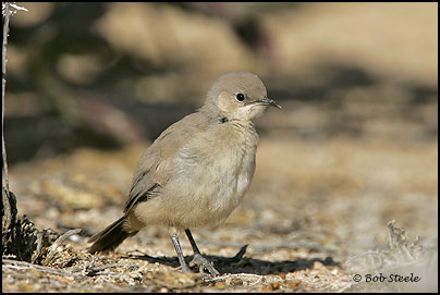 Le Conte's Thrasher (Toxostoma lecontei)