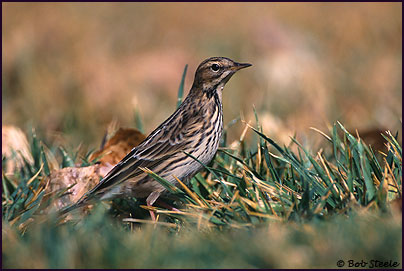 Red-throated Pipit (Anthus cervinus)