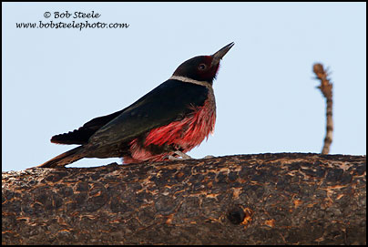 Lewis's Woodpecker (Melanerpes lewis)
