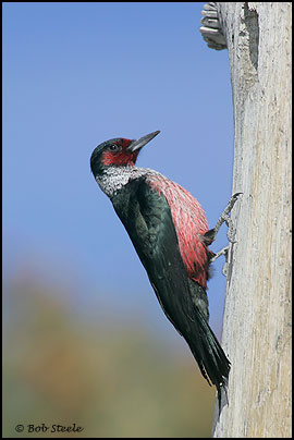 Lewis's Woodpecker (Melanerpes lewis)