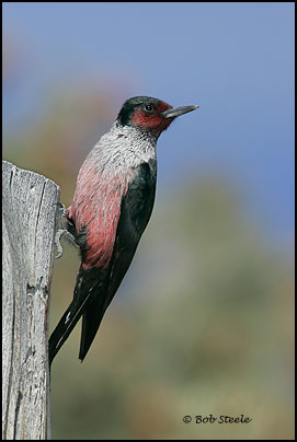 Lewis's Woodpecker (Melanerpes lewis)