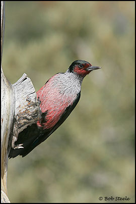 Lewis's Woodpecker (Melanerpes lewis)
