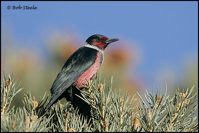 Lewis's Woodpecker (Melanerpes lewis)