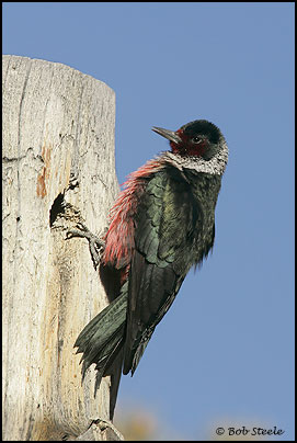 Lewis's Woodpecker (Melanerpes lewis)