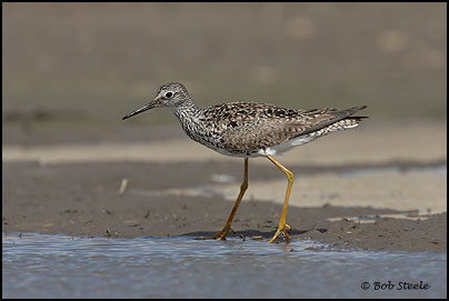 Lesser Yellowlegs (Tringa flavipes)