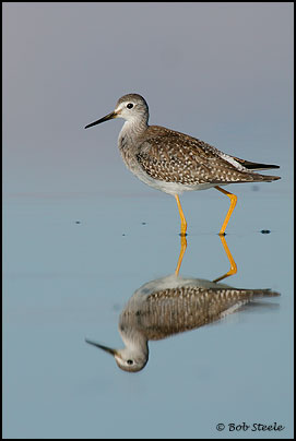 Lesser Yellowlegs (Tringa flavipes)