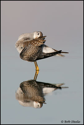 Lesser Yellowlegs (Tringa flavipes)