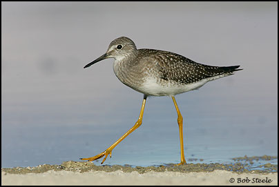 Lesser Yellowlegs (Tringa flavipes)