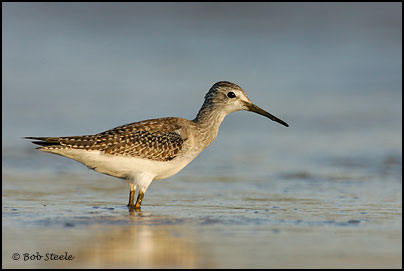 Lesser Yellowlegs (Tringa flavipes)