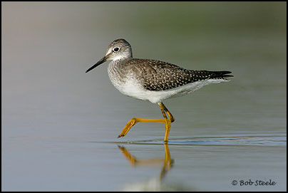 Lesser Yellowlegs (Tringa flavipes)