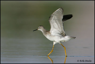 Lesser Yellowlegs (Tringa flavipes)