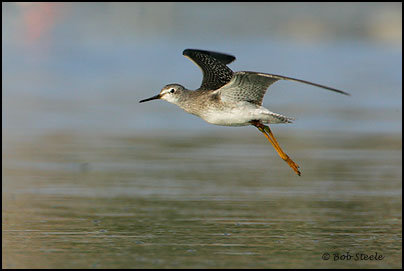 Lesser Yellowlegs (Tringa flavipes)