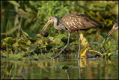 Limpkin (Aramus guarauna)