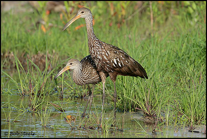 Limpkin (Aramus guarauna)